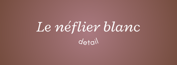 Code promo Le Néflier Blanc